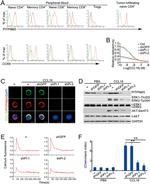 CD45RO Antibody in Flow Cytometry (Flow)