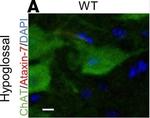 Rabbit IgG (H+L) Highly Cross-Adsorbed Secondary Antibody in Immunohistochemistry - Free Floating (IHC (Free))