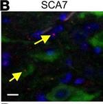 Rabbit IgG (H+L) Highly Cross-Adsorbed Secondary Antibody in Immunohistochemistry - Free Floating (IHC (Free))