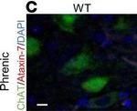 Rabbit IgG (H+L) Highly Cross-Adsorbed Secondary Antibody in Immunohistochemistry - Free Floating (IHC (Free))