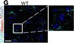Rabbit IgG (H+L) Highly Cross-Adsorbed Secondary Antibody in Immunohistochemistry - Free Floating (IHC (Free))