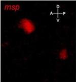 Mouse IgG (H+L) Highly Cross-Adsorbed Secondary Antibody in Immunocytochemistry (ICC/IF)