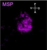 Mouse IgG (H+L) Highly Cross-Adsorbed Secondary Antibody in Immunocytochemistry (ICC/IF)