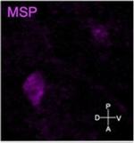 Mouse IgG (H+L) Highly Cross-Adsorbed Secondary Antibody in Immunocytochemistry (ICC/IF)