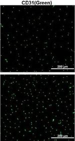 Rat IgG (H+L) Cross-Adsorbed Secondary Antibody in Immunohistochemistry (Frozen) (IHC (F))