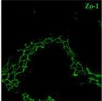 Rabbit IgG (H+L) Cross-Adsorbed Secondary Antibody in Immunocytochemistry (ICC/IF)