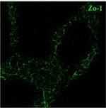Rabbit IgG (H+L) Cross-Adsorbed Secondary Antibody in Immunocytochemistry (ICC/IF)