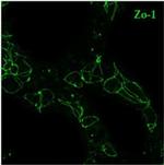 Rabbit IgG (H+L) Cross-Adsorbed Secondary Antibody in Immunocytochemistry (ICC/IF)