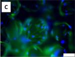 Mouse IgG (H+L) Highly Cross-Adsorbed Secondary Antibody in Immunocytochemistry (ICC/IF)