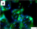 Mouse IgG (H+L) Highly Cross-Adsorbed Secondary Antibody in Immunocytochemistry (ICC/IF)