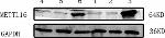 Rabbit IgG (H+L) Secondary Antibody in Western Blot (WB)