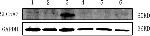 Rabbit IgG (H+L) Secondary Antibody in Western Blot (WB)