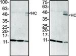 Rabbit IgG (H+L) Secondary Antibody in Western Blot (WB)