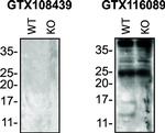 Rabbit IgG (H+L) Secondary Antibody in Western Blot (WB)