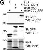Rabbit IgG (H+L) Cross-Adsorbed Secondary Antibody in Immunoprecipitation (IP)