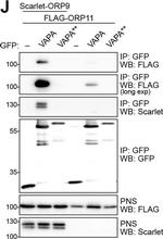 Rabbit IgG (H+L) Cross-Adsorbed Secondary Antibody in Immunoprecipitation (IP)