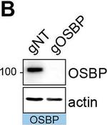 Rabbit IgG (H+L) Cross-Adsorbed Secondary Antibody in Western Blot (WB)