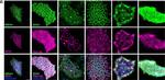 Rat IgG (H+L) Cross-Adsorbed Secondary Antibody in Immunocytochemistry (ICC/IF)