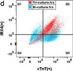 Mouse IgG (H+L) Highly Cross-Adsorbed Secondary Antibody in Flow Cytometry (Flow)