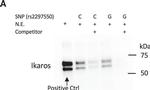 Rabbit IgG (H+L) Cross-Adsorbed Secondary Antibody in Western Blot (WB)