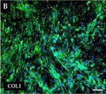 Rabbit IgG (H+L) Cross-Adsorbed Secondary Antibody in Immunocytochemistry (ICC/IF)