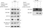 Rabbit IgG (H+L) Secondary Antibody in Western Blot (WB)