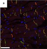 Rabbit IgG (H+L) Cross-Adsorbed Secondary Antibody in Immunohistochemistry (Paraffin) (IHC (P))
