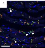 Rabbit IgG (H+L) Cross-Adsorbed Secondary Antibody in Immunohistochemistry (Paraffin) (IHC (P))
