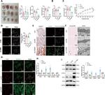 NOX1 Antibody in Western Blot (WB)
