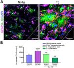 IL-1 beta Antibody in Immunohistochemistry - Free Floating (IHC (Free))