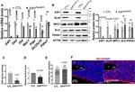 PDHA1 Antibody in Western Blot (WB)