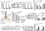 PDHA1 Antibody in Western Blot (WB)