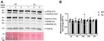 MTCO1 Antibody in Western Blot (WB)