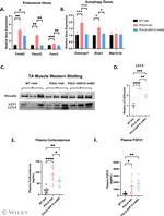 Vinculin Antibody in Western Blot (WB)