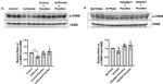 Phospho-CREB (Ser133) Antibody in Western Blot (WB)