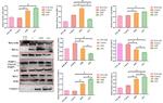 HIF1A Antibody in Western Blot (WB)