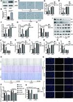 p21 Antibody in Western Blot (WB)