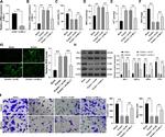 Ferritin Heavy Chain Antibody in Western Blot (WB)