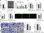 Ferritin Heavy Chain Antibody in Western Blot (WB)