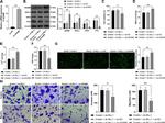 Ferritin Heavy Chain Antibody in Western Blot (WB)