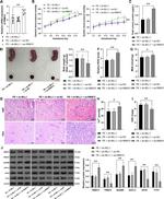 Ferritin Heavy Chain Antibody in Western Blot (WB)