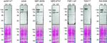ADNP Antibody in Western Blot (WB)