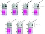 ADNP Antibody in Western Blot (WB)