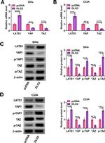 YAP1 Antibody in Western Blot (WB)
