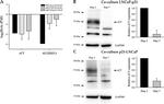 SLC7A11 Antibody in Western Blot (WB)