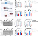 GLUT5 Antibody in Western Blot (WB)