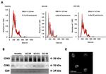 CD9 Antibody in Western Blot (WB)