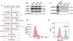 CD9 Antibody in Western Blot (WB)