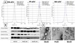 CD63 Antibody in Western Blot (WB)