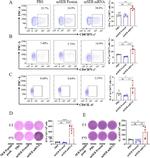 IFN gamma Monoclonal Antibody (XMG1.2), PE, eBioscience™